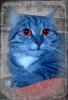Tasianacat