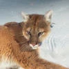 Клубничная_резня