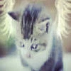 whatthehe