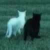 DashKitty