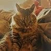 Злая_котлетка