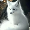 NSP72NSP