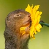 FlapJ