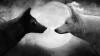 Black_White