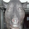КРЫСЁНЫШ228