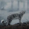 Ель_Барсова