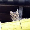 Бальзак для волос