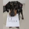 Мохит07
