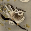 Sacra Noctua