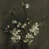 Lilas Blanc
