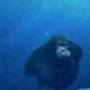 MangoMonkey