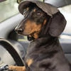 Dachshund