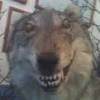 LeoWint