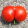 Яшка Красная Попяшка