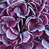 Dried Hydrangea