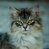Злая кошка Филча