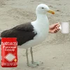 Сахарные чайки