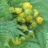 Minestrelia