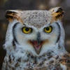 owlblack