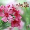 adelfa