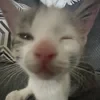 KtNchs