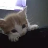 ЯизРазныхФандомов