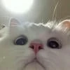 eslnk