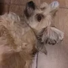 томич ака хсосбфп