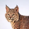 Smalllynx