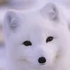 Дарт Диванус