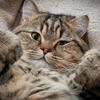 Люблюкотиков