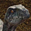 Raptor Echo