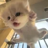 Romeo_228