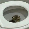 Фнафер