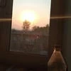 Фламинго