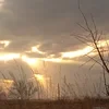 Собака_Гав-Гав