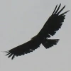 Black berd
