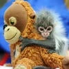 Corvuza