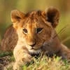 long live the King