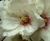 La flor de almendro