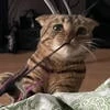Кошка-липучка