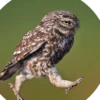Owl.s Notes