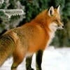 TheFox1981