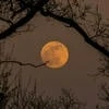 moony.q