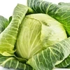 cabbage_cabbage.2.0