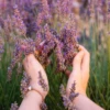 Volpe di lavanda