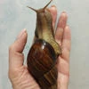 Ахатина