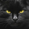 tender_cat