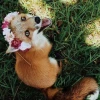 Firefox Lili