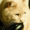 Котишко